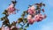 Spring background of branches of pink cherry blossoms. Branches of a flowering tree swaying in the wind against the blue
