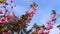 Spring background of branches of pink cherry blossoms. The branches of a flowering tree and the wind swaying them