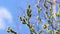 Spring background - branches with pussy willow buds sway in the wind, loop video