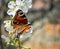 Spring background with butterfly and bees on a cherry blossom branch