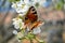 Spring background with butterfly and bees on a cherry blossom branch.