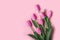 Spring background card Pink tulips in pastel pink background close-up. Fresh  flowers for horizontal flower poster, wallpaper or p