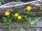 Spring background.A corner of the garden with a yellow dandelion near a low fence of wattle