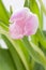 Spring background of dainty pink tulips