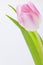 Spring background of dainty pink tulips