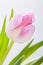 Spring background of dainty pink tulips