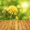 Spring background dandelion wooden parquet