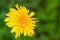 Spring background . Delicate first flowers. Bright yellow dandelion . Selective focus.
