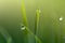 Spring Background of Dew Drop On Grass Blade. Close up