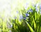 Spring background. Early spring blue flowers growing on soil. Field, meadow, garden, sunshine. Blue. Macro foto