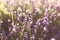 Spring background. Field of purple lavender in defocus.Natural background, concept of natural cosmetics and aromatherapy