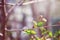 Spring background. First spring gentle leaves, buds and branches close up with sun light and bokeh background