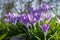 Spring background with flowering violet crocuses flowers in early spring