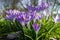 Spring background with flowering violet crocuses flowers in early spring