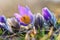 Spring background with flowers in meadow. Pasque Flower Pulsatilla grandis