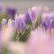 Spring background with flowers. Nature and delicate photo with details of blooming colorful crocuses in spring time.Crocus vernus