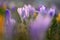 Spring background with flowers. Nature and delicate photo with details of blooming colorful crocuses in spring time.Crocus vernus