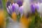 Spring background with flowers. Nature and delicate photo with details of blooming colorful crocuses in spring time.Crocus vernus