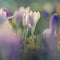 Spring background with flowers. Nature and delicate photo with details of blooming colorful crocuses in spring time.Crocus vernus