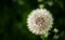 Spring background with fluffy dandelions, blurred image, selective focus