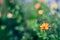 Spring background fresh Blurry background flowers