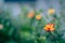 Spring background fresh Blurry background flowers