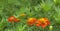 Spring background fresh marigold flowers