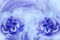 Spring background of gently blue-violet flowers of narcissuses. Close-up.