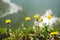 Spring background with green grass, yellow dandelions, lake.