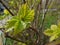Spring background, nature awakening, young tree leaf close up