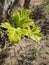 Spring background, nature awakening, young tree leaf close up