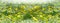 spring background panorama of yellow dandelions, meadow with spring flowers,