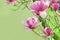 Spring background with pink beautiful magnolias. Blooming magno