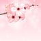 Spring background with pink blossom flowers. Vector 3d illustration. Beautiful vernal floral banner, poster, flyer