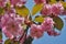 Spring background. Pink flowers in spring. Ornamental Japanese cherry blossoms