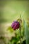 Spring background with a purple chess flower (snake\\\'s head).