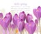 Spring background with purple tulips Vector. Watercolor flowers. Lovely greeting colorful paint splash illustrations