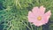 Spring background with single delicate cosmea flower on green plant backdrop, toned image, banner