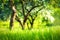 Spring background. Springtime. Grass on Blurred background blossoming trees