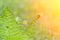Spring background. Sunny fern plant blurred background in forest. Spring, nature, summer and sun concept.