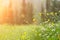 Spring background. Sunny meadow blurred background with wildflowers, grasses and green fresh grass. Spring, nature