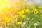 Spring background. Sunny meadow blurred background with wildflowers, grasses and green fresh grass. Spring, nature