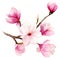 Spring background with watercolor magnolia flower