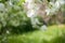 Spring background with white apple tree flowers and blurred green background with diagonal horizon line.