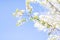 Spring background with white blossom and green tree leaves over blue sky. Springtime wallpaper