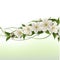 Spring background with white cherry flowers