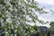 Spring background with white flowering branches against the backdrop of rustic rooftops