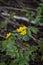 Spring background with yellow Blooming Caltha palustris, known as marsh-marigold and kingcup. Flowering gold colour plants in Earl