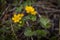 Spring background with yellow Blooming Caltha palustris, known as marsh-marigold and kingcup. Flowering gold colour plants in Earl