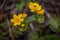 Spring background with yellow Blooming Caltha palustris, known as marsh-marigold and kingcup. Flowering gold colour plants in Earl